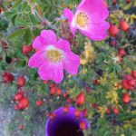Wild Diamond Harvest Rosehip Botanical Spirits Wanaka